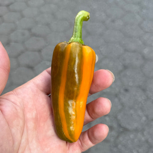Motley -  pepper bred by Michael Mazourek