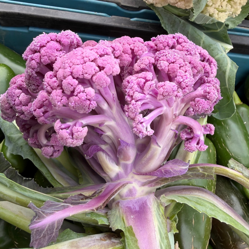 Murasaki Cauliflower fromo Norwich Meadows Farm.