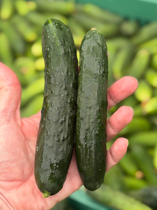 Natsu Japanese Cucumber sold by norwich meadows farm at Union Square.