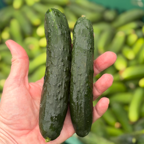 Natsu Japanese cucumber with a thin skin and wonderful crisp crunch
