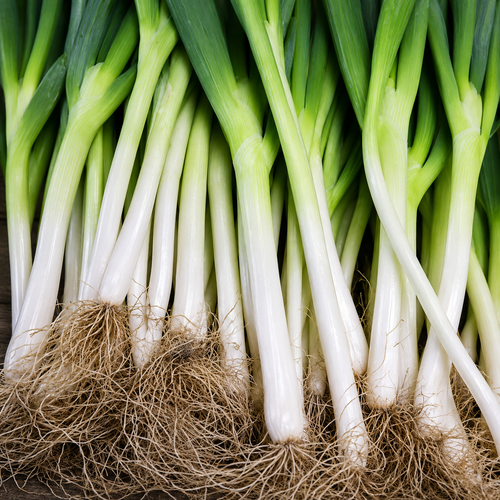 Japanese scallions - Negi - grown upstate for our Asian Harvest Box