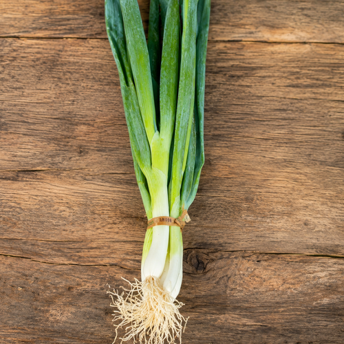 Negi - Japanese scallions from Norwich Meadows Farm