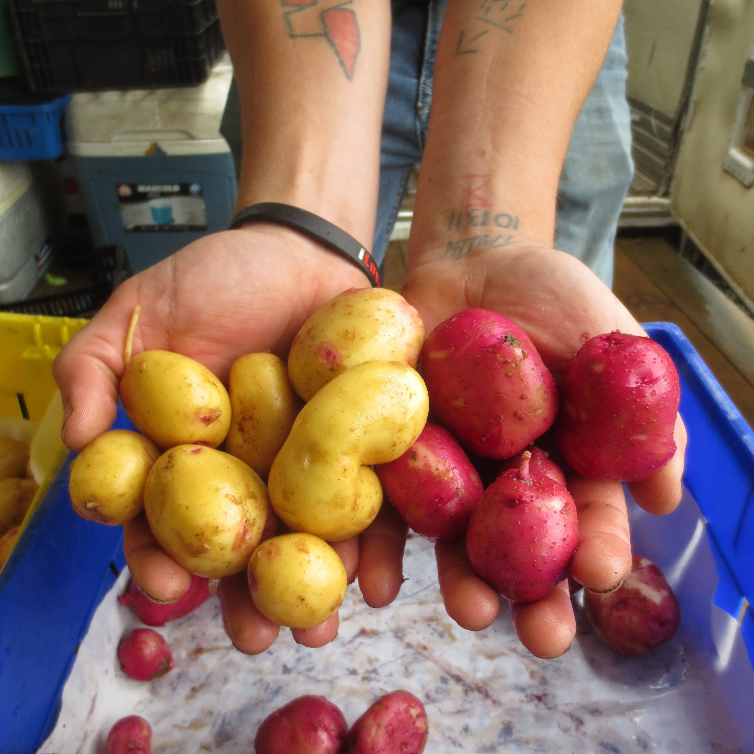 Fresh new potatoes from norwich meadows Farm.