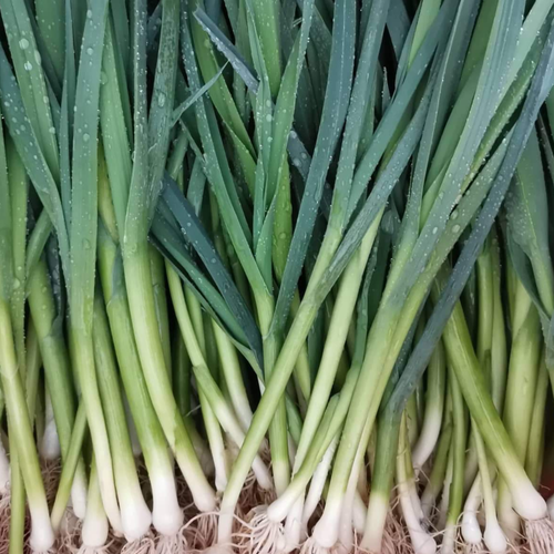 Green Garlic ready to ship overnight
