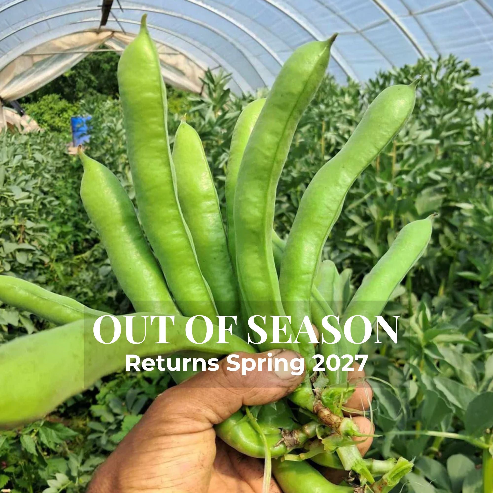 Fava Beans harvested from our hgh tunnel in Norwich New York.  The best part of spring!