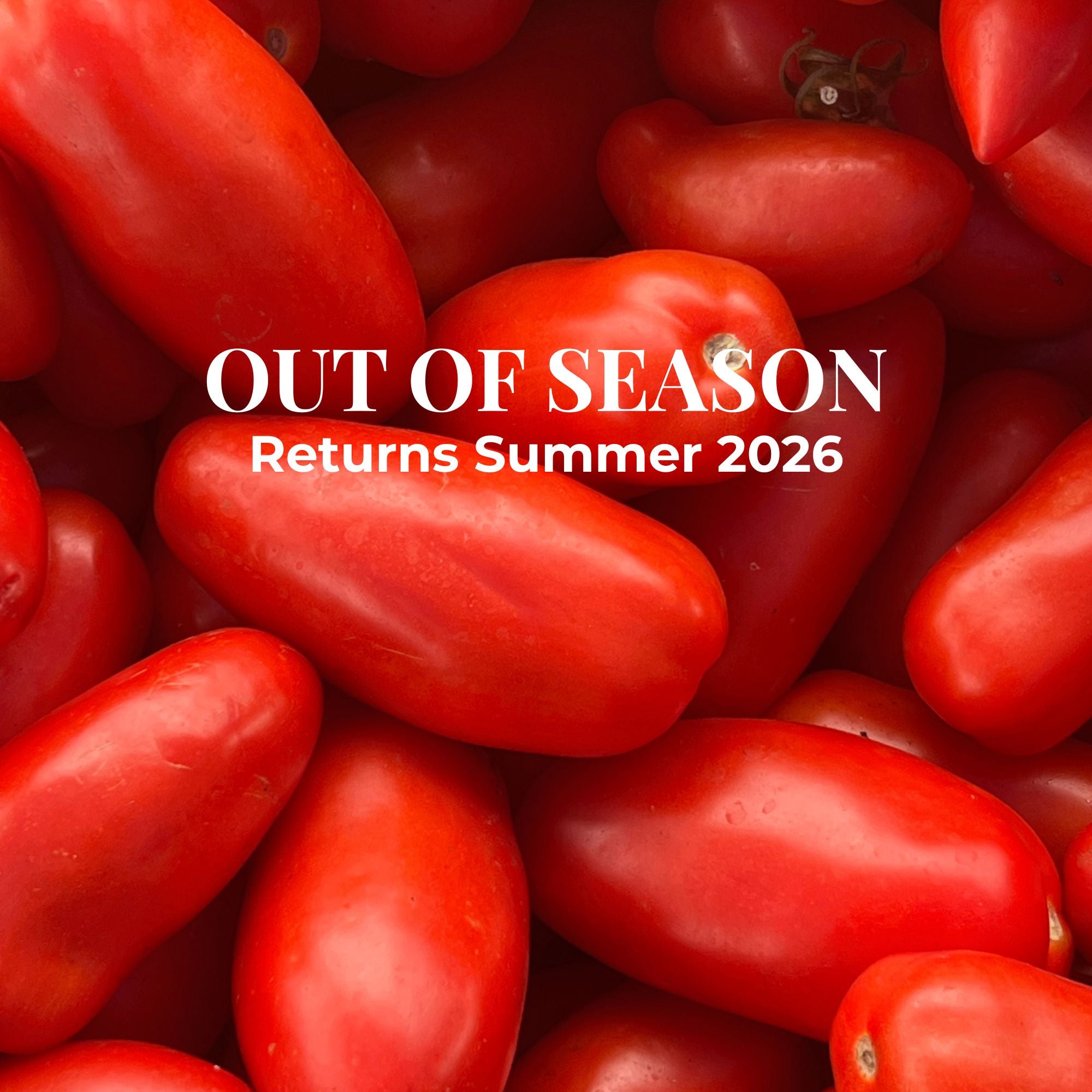 Heirloom Tomatoes for Sauce