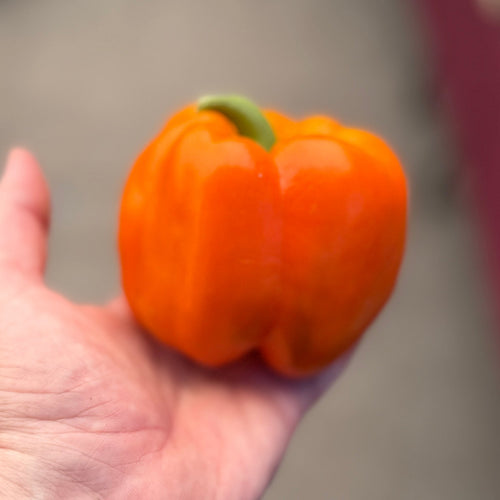 A hand holding a bright orange bell pepper with a small green stem, photographed in a real market-like environment with a blurred background.