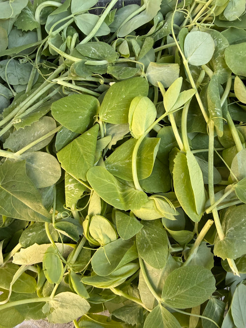 Pea Shoots - 4oz
