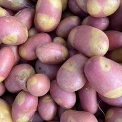 Pinto Gold Potatoes grown on norwich Meadows Farm.