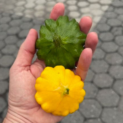 Patty Pan Squash grown on Norwih Meadows Farm.