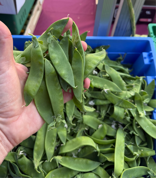 Green Snow Peas - delicious and sweet, from Norwich Meadows Farm.