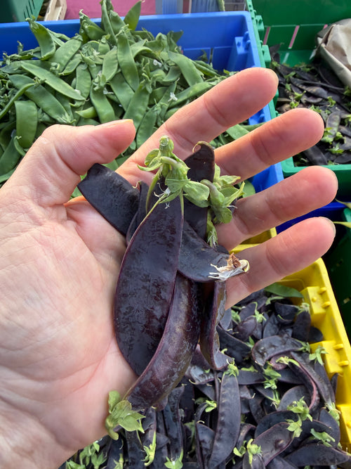 Row 7 Purple Snow Peas grown by Norwich Meadows Farm