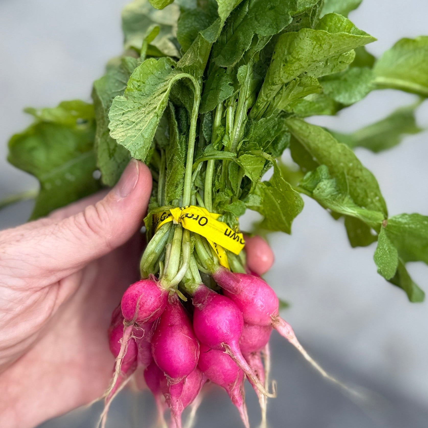 Baby Pinnk radish from Norwich Meadows Farm.