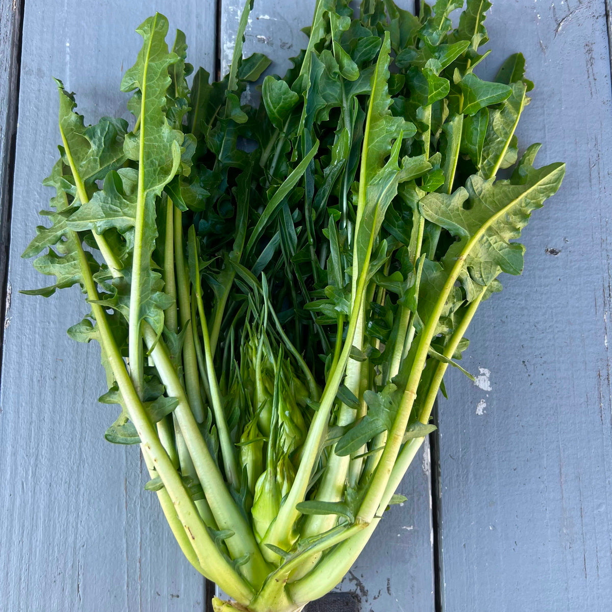 Puntarelle Radiccio organically grown by norwich meadows farm.