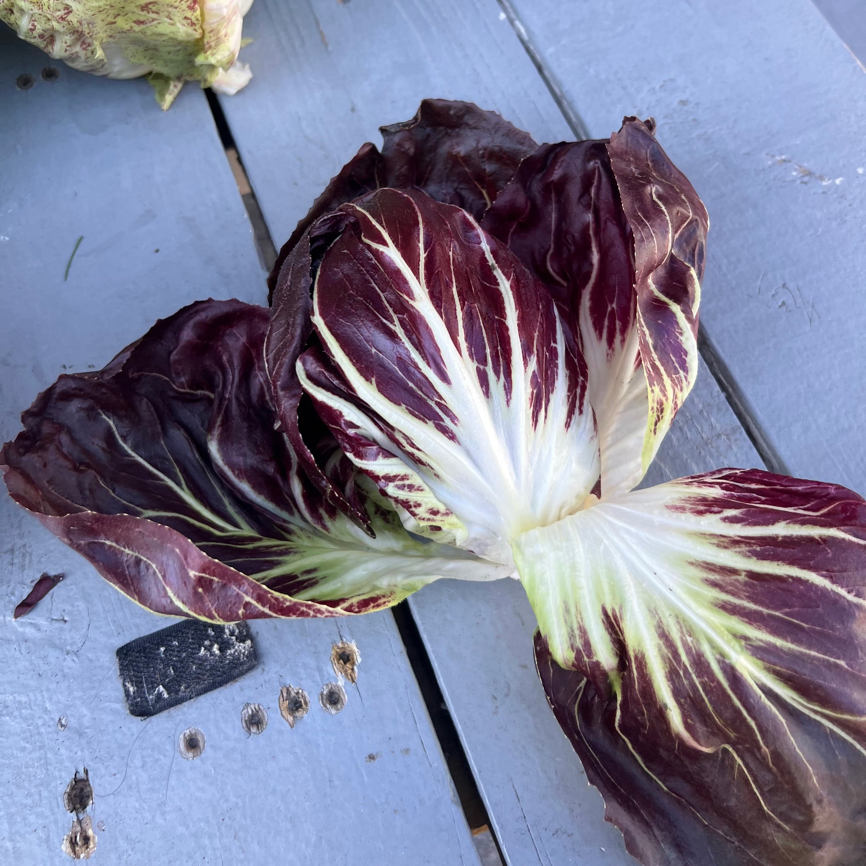 Fall Chicory & Radicchio Box