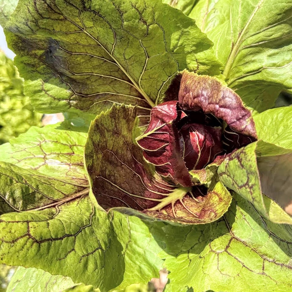 Fall Chicory & Radicchio Box