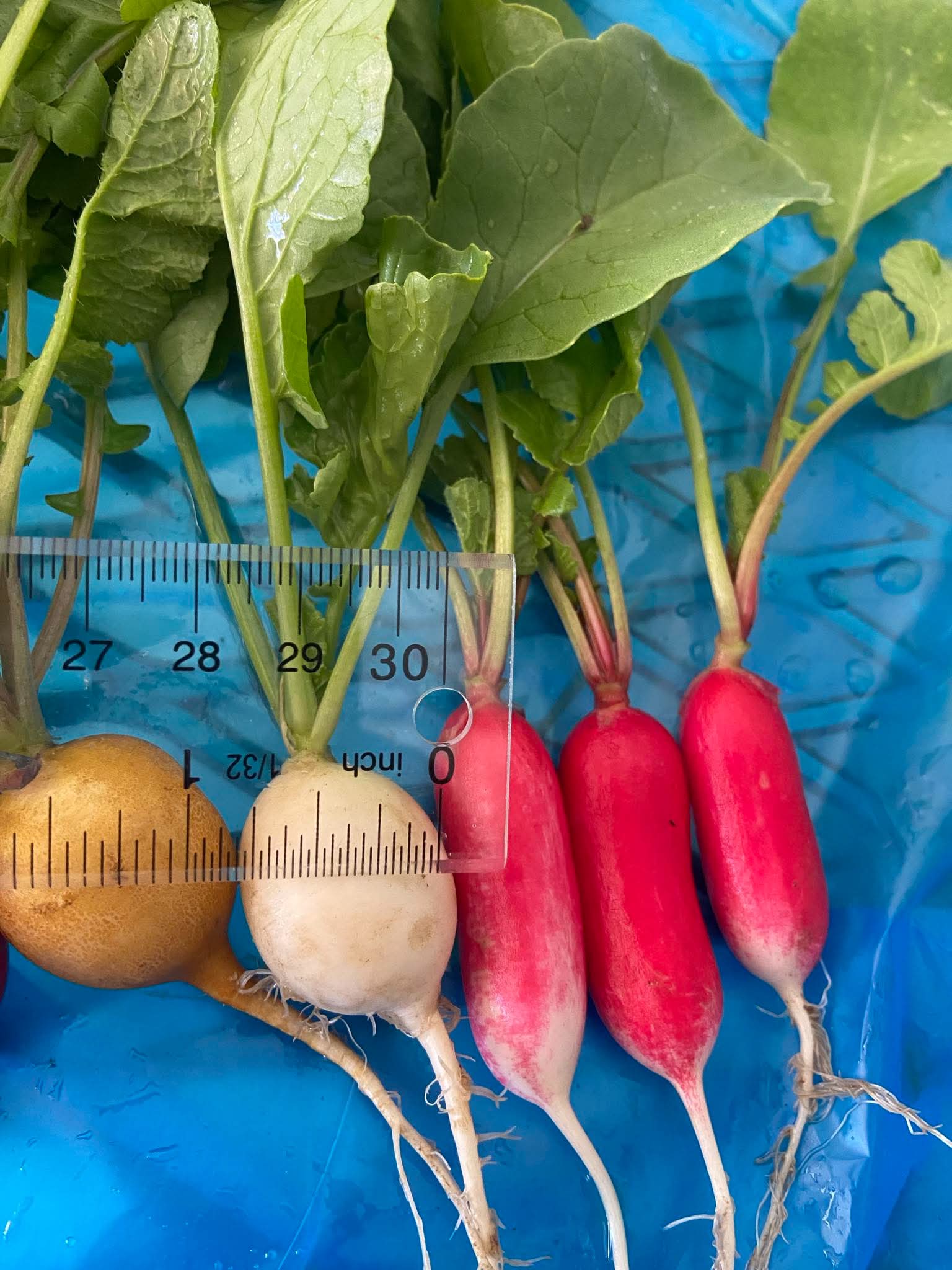 French Breakfast, Yellow and white radish from our upstate NY farm.