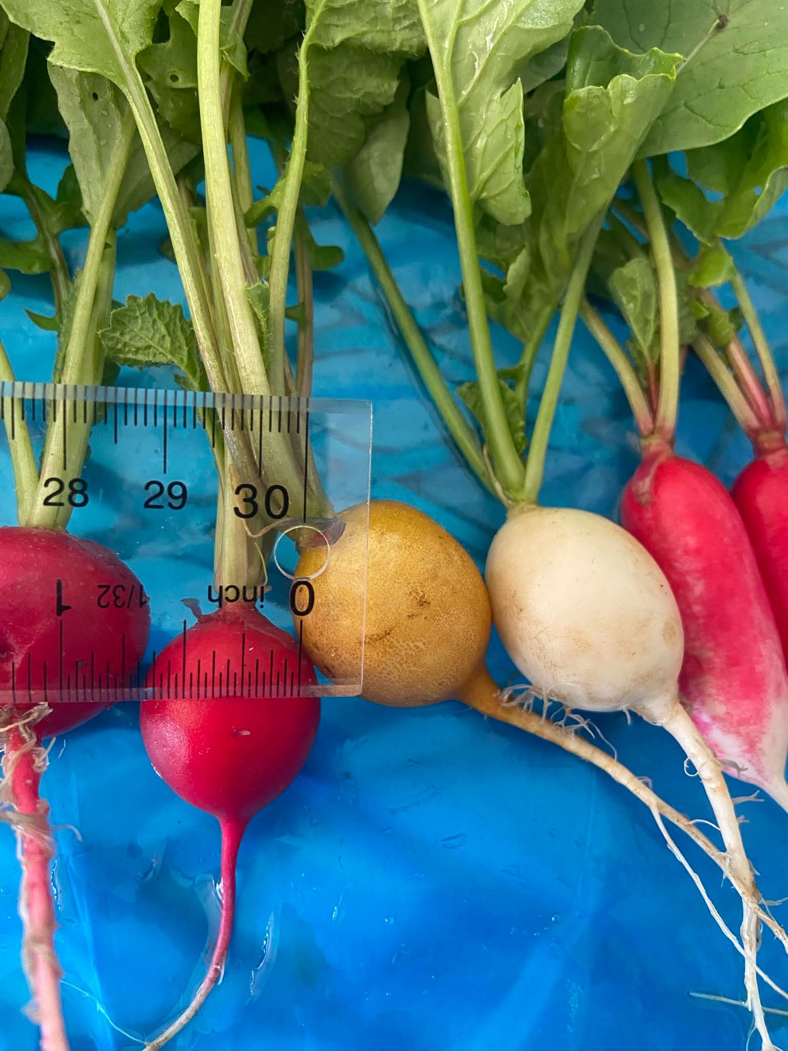 A width measurement of mixed baby radish on  Norwich Meadows Farm.
