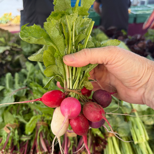 Radish - 1 topped bunch