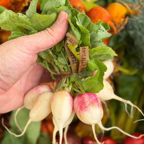 Radish - 1 topped bunch