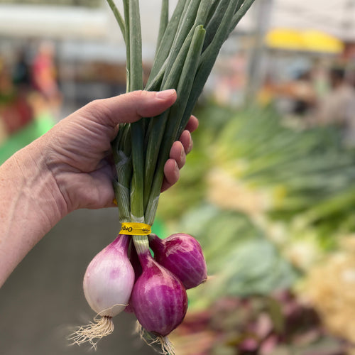 Purple pearl onions at union square market.