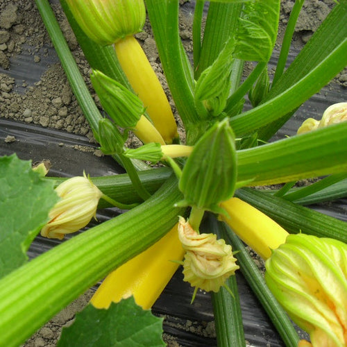 Zucchini plant with green zucchinis and yellow flowers on a dark background
