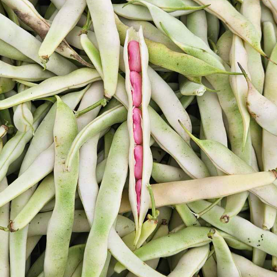 Fresh organic norwich meadows farm red kidney beans in the pod.