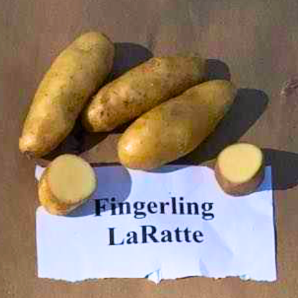La Ratte French Fingerling Potatoes from Norwich Meadows Farm