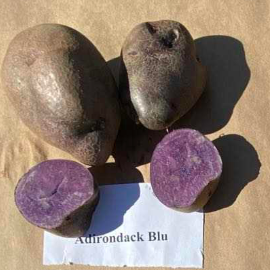 Adirondack blue potatoes in the shed at norwich meadows farm.