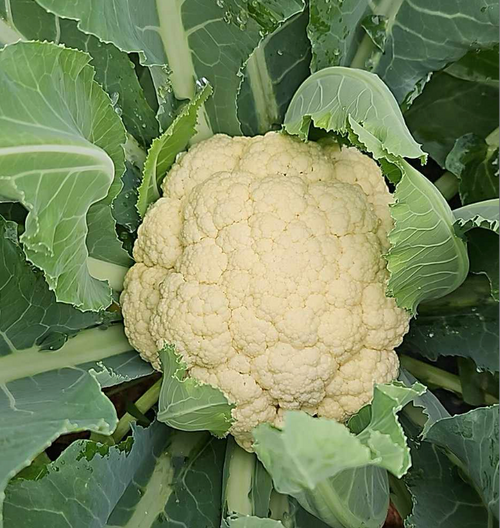 Cauliflower - 1 head