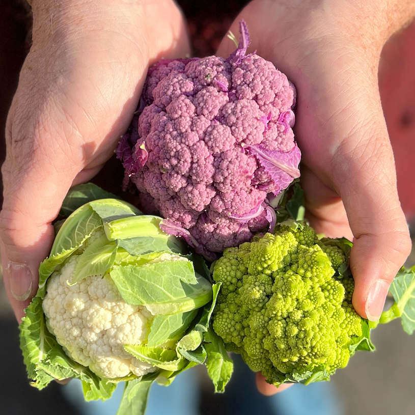 Mixed color cauliflower