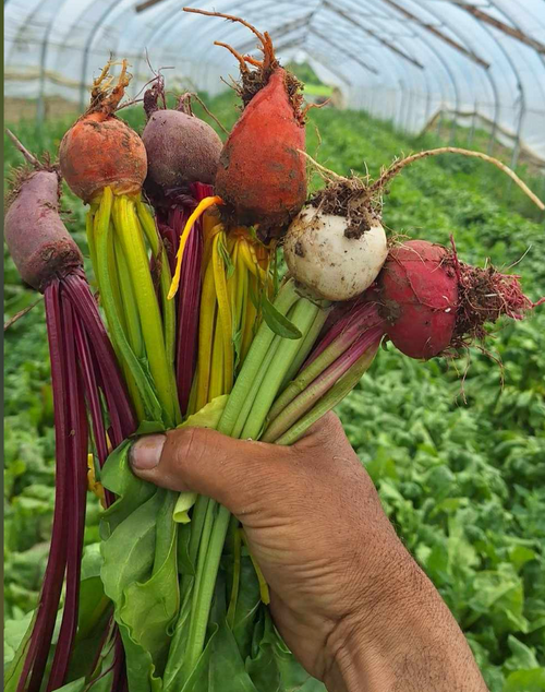 Beets, Mixed Rainbow