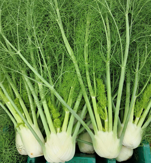 Fennel - 1pc