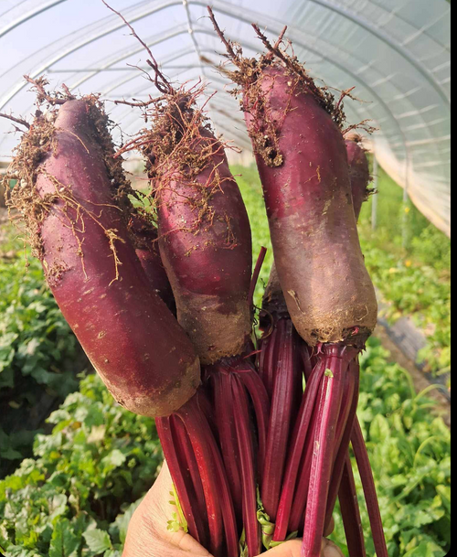 Beets, Forono (Cylindra)