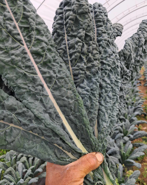Kale, Dino (Lacinato)