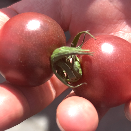 Sunpeach Cherry Tomato from Norwich Meadows Farm