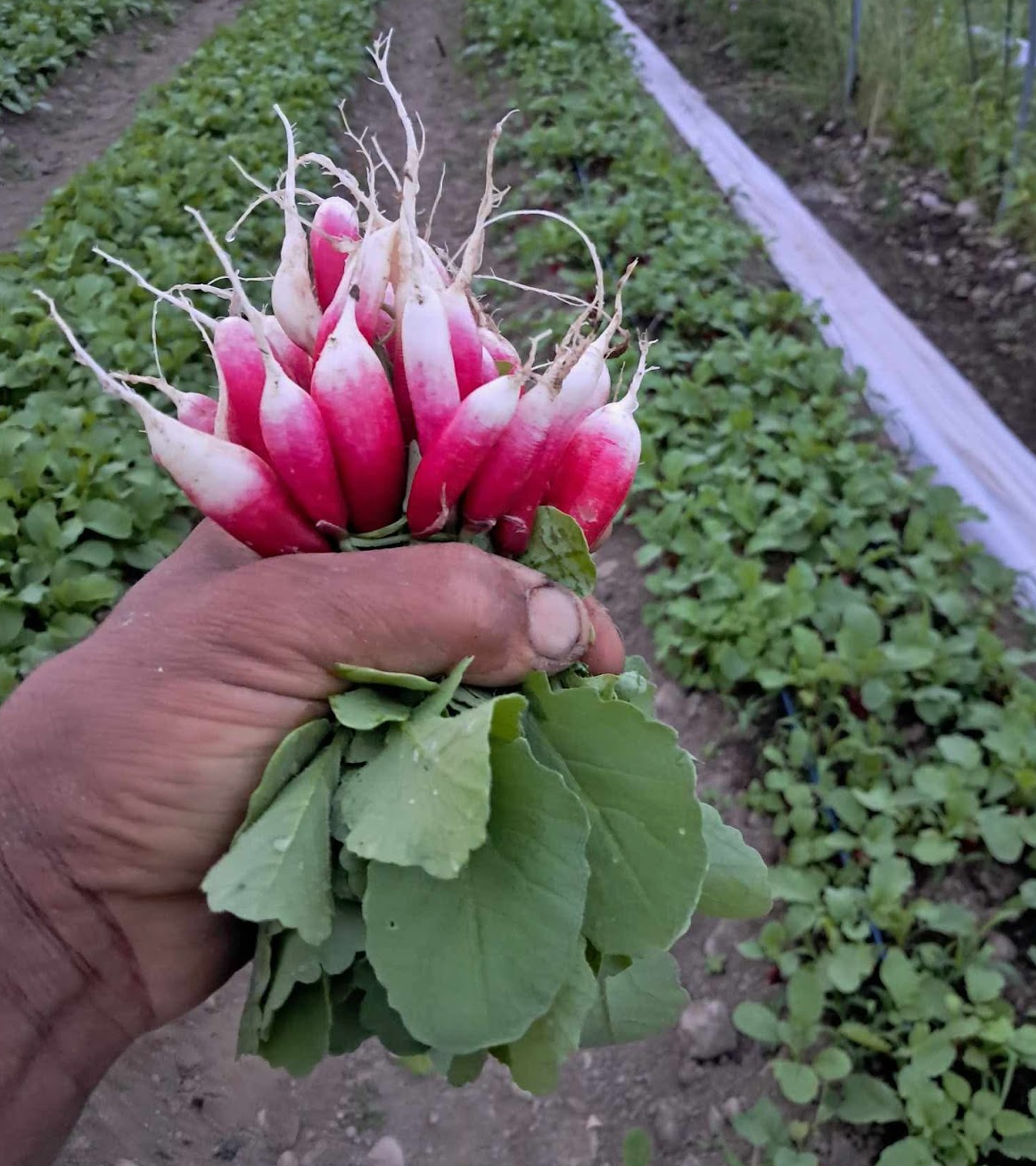 The Farm Box