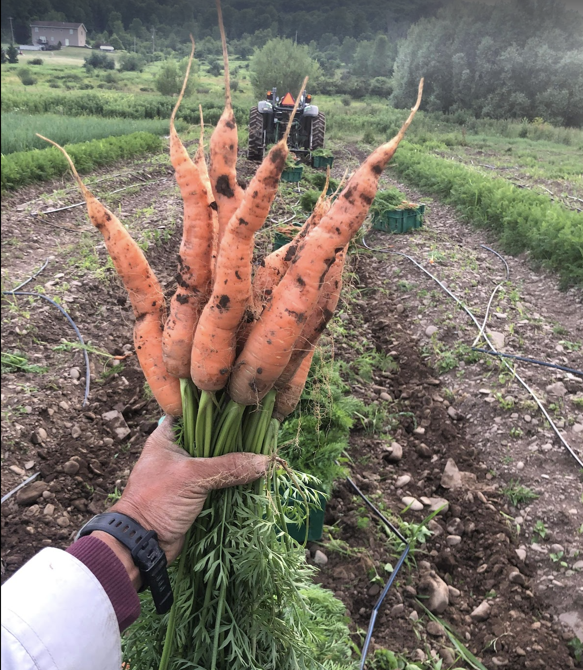 The Farm Box - Large