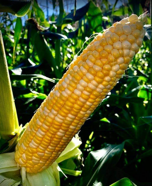 Corn - Sweet Bi-Color - 4 ears