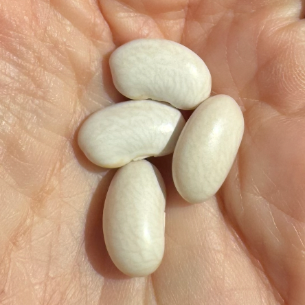 Fresh Canelilni beans grown by Norwich Meadows Farm.