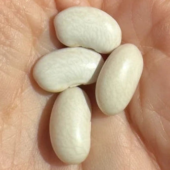 Cannellini Beans from norwich Meadows Farm