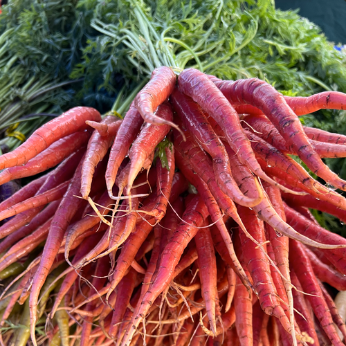Kyoto Carrots - a wonderfully delicious carrot from Japan