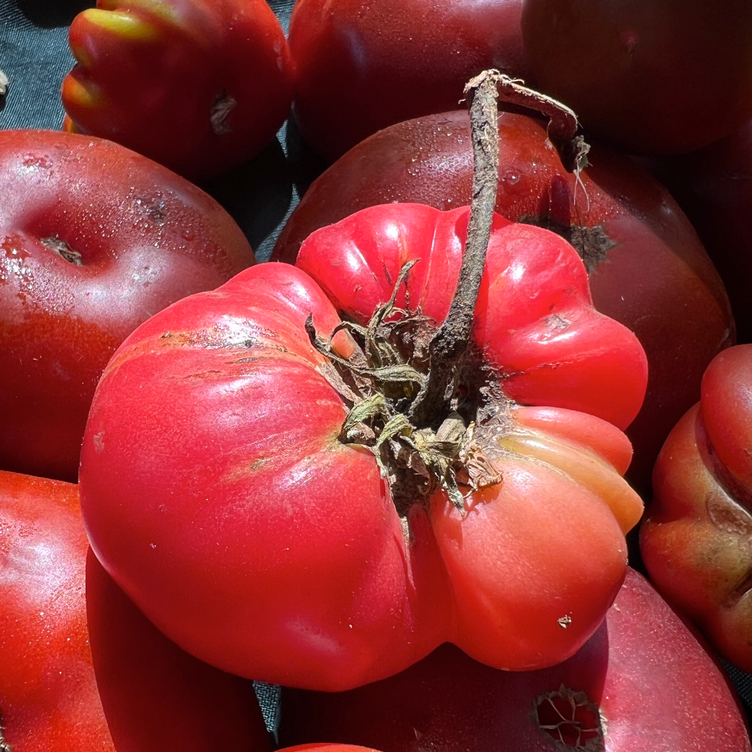 Beautiful shot of an heirloom tomato grown by norwich meadows farm.