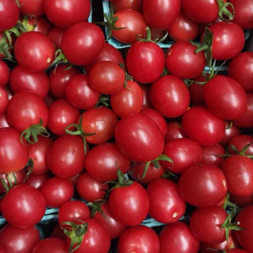 Red Cherry Toamtoes at union square sold to restaruants by Norwich MEadows Farm.