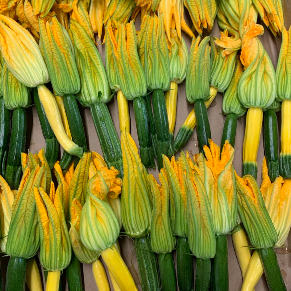 Baby Squash with Blossoms - Norwich Meadows Farm - Fresh Harvested and shipped overnight.