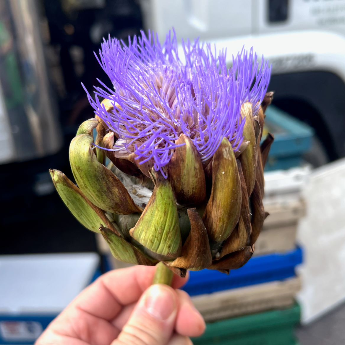 An artichoke flower we sell to special restaurant accunts in NYC..