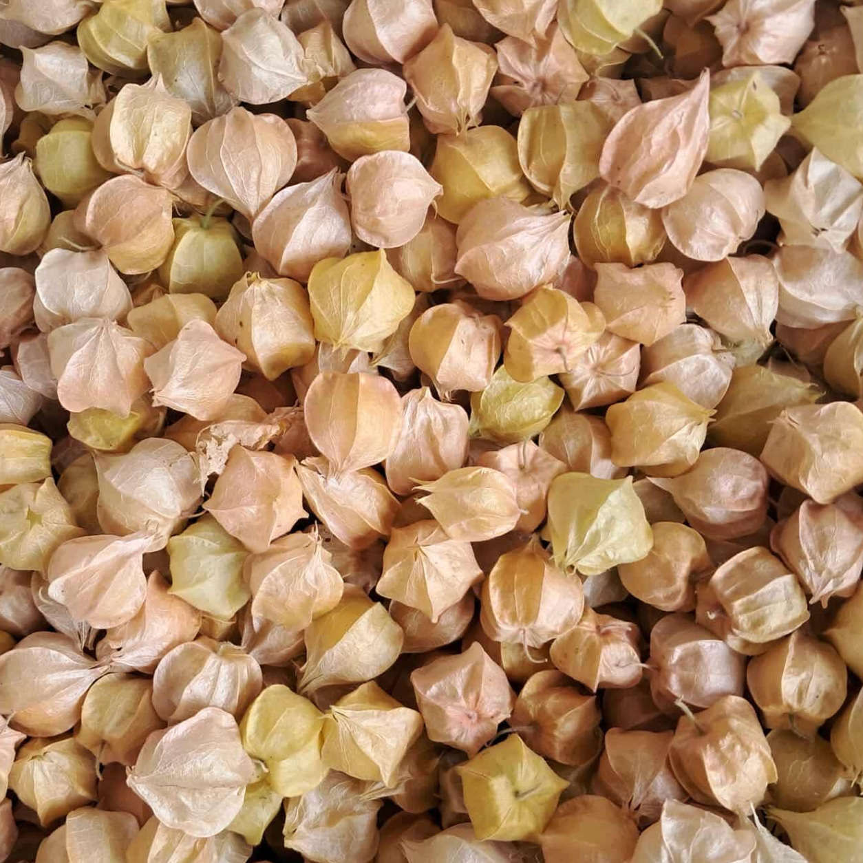 Husk Cherries after harvest at the farm up in Norwich, NY.