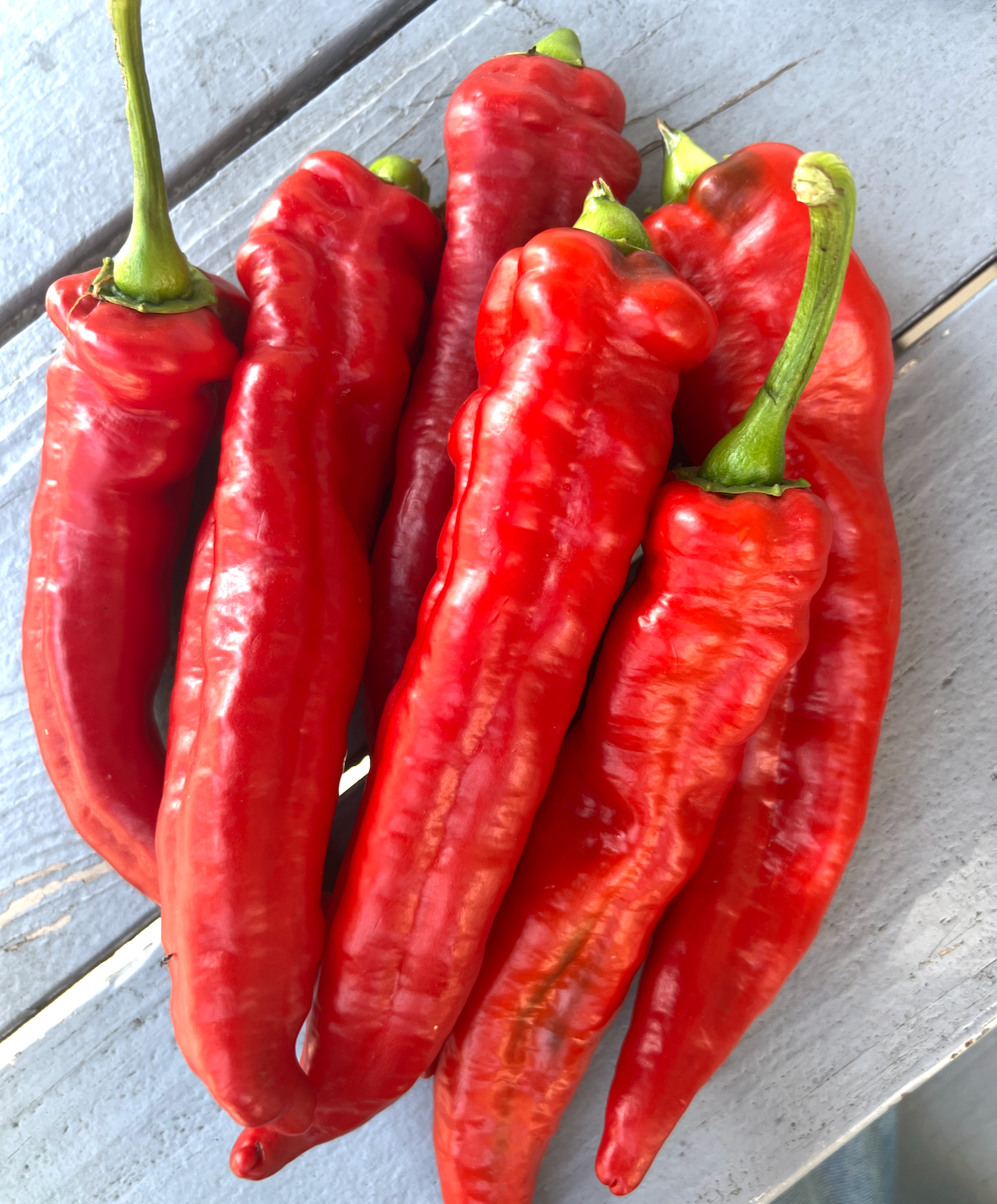 Gamelli Mazinna Peppers - Norwich Meadows Farm.