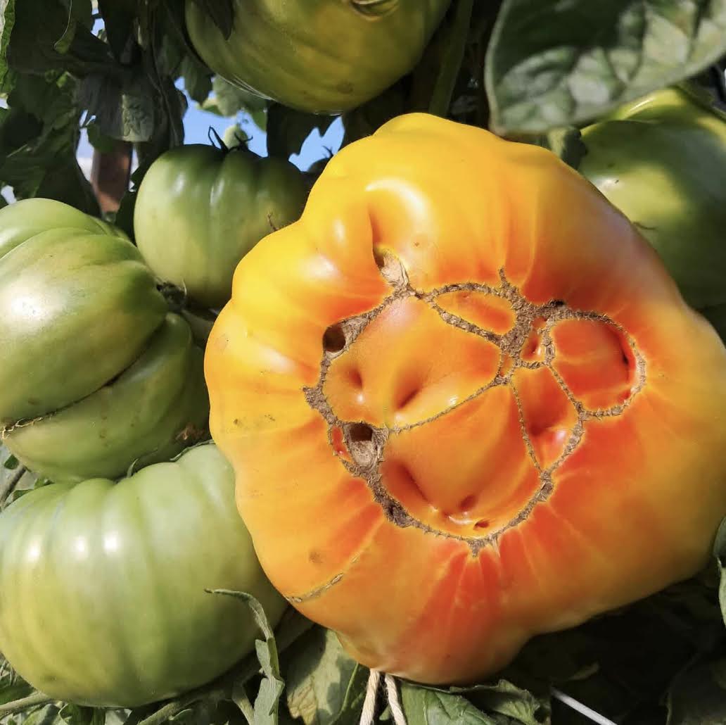 Heirloom Tomato Collection