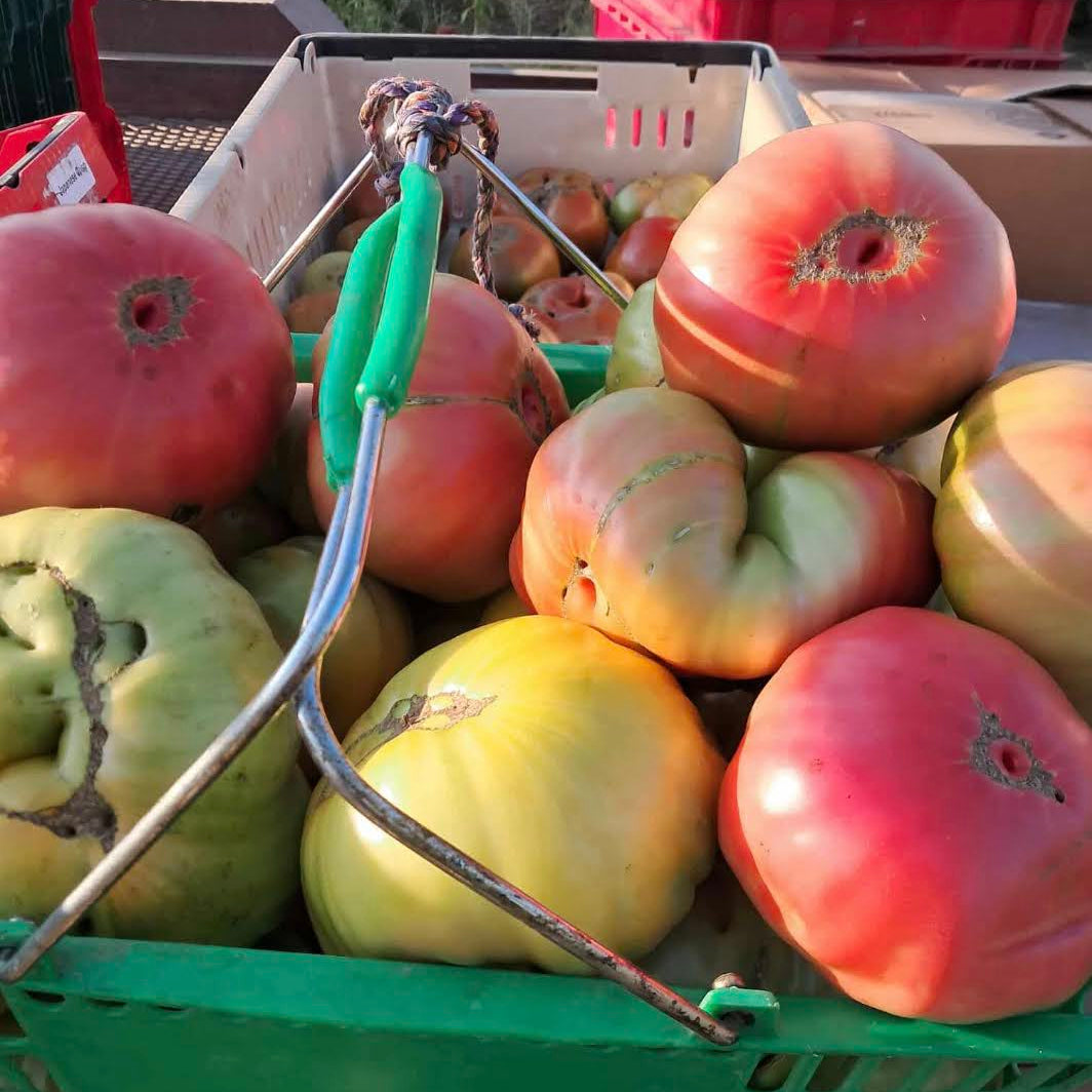 A basket of heirlooms at the farm - in Norwich NY